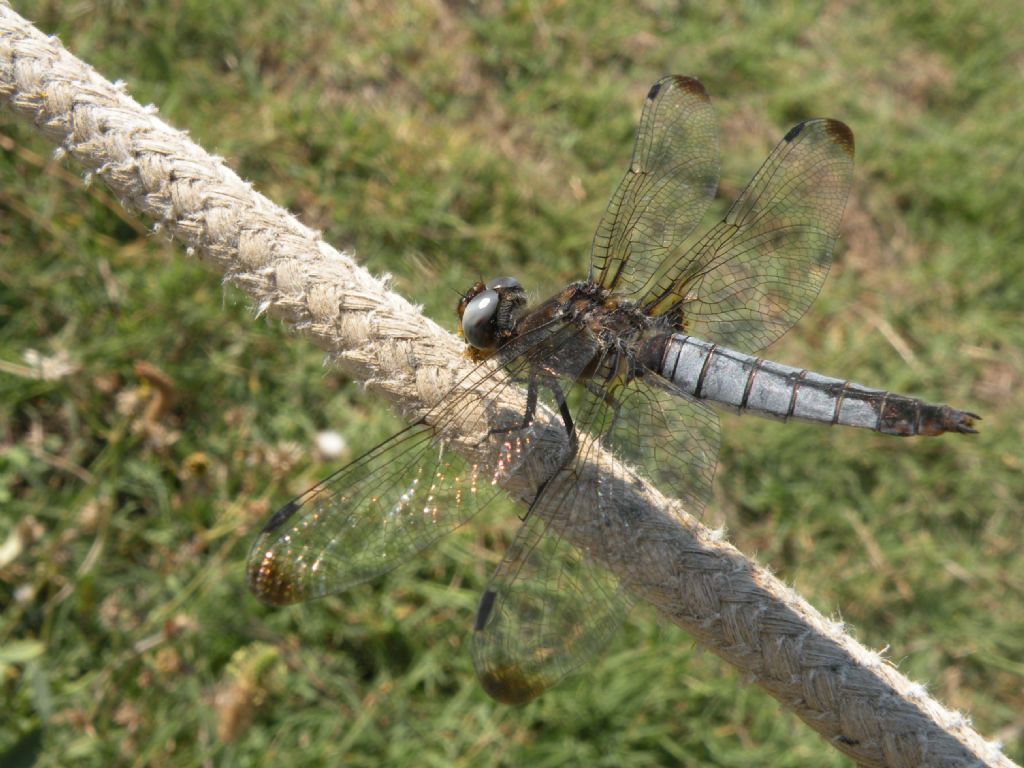 Olimpionica Libellula fulva